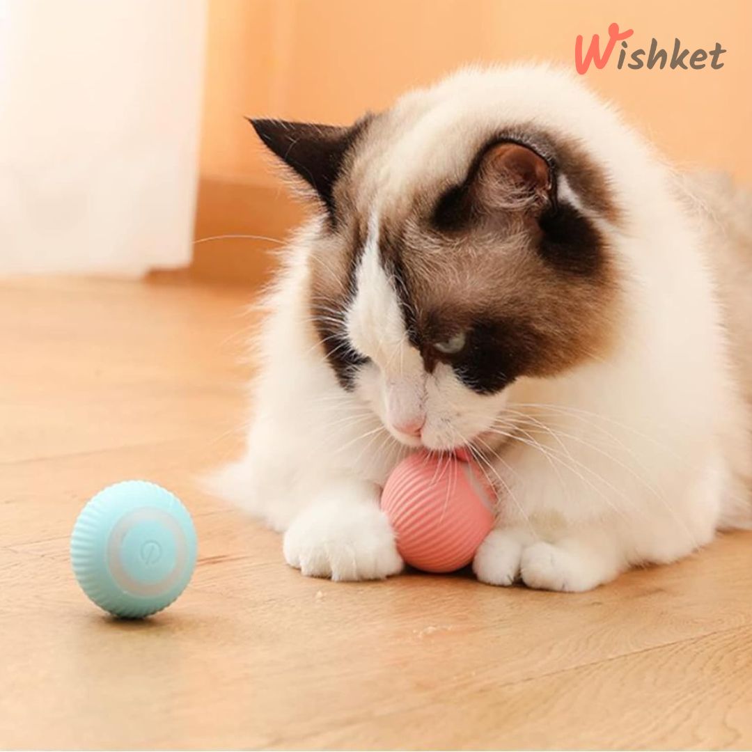 Cat Entertaining Ball
