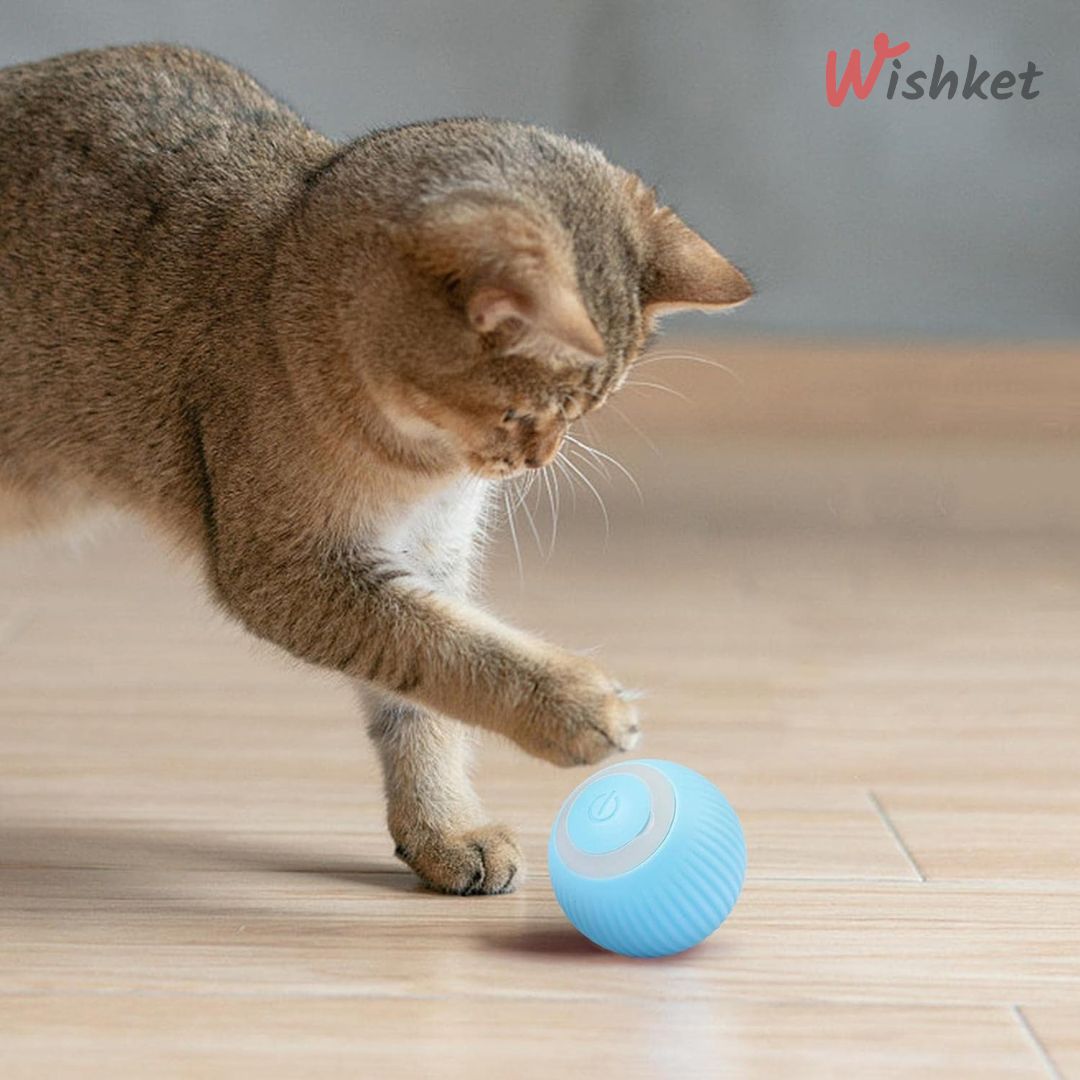 Cat Entertaining Ball